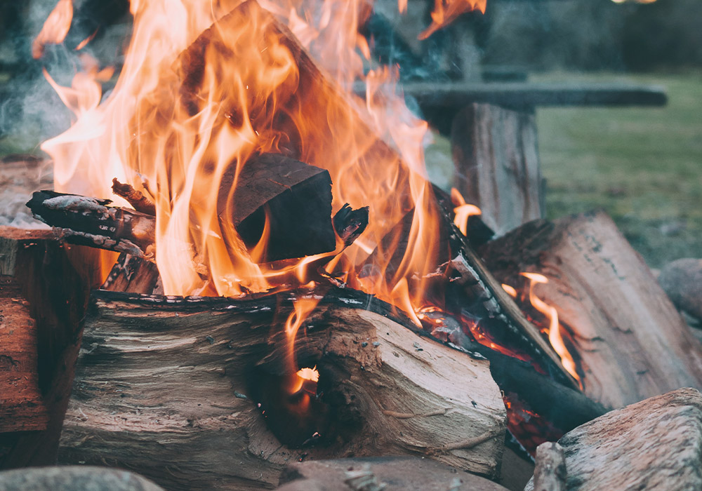 Forest and fire